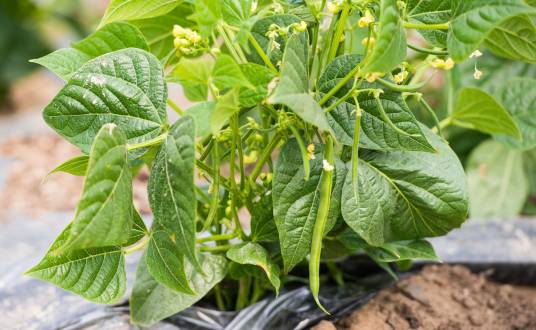 豇豆（豆科豇豆属植物）