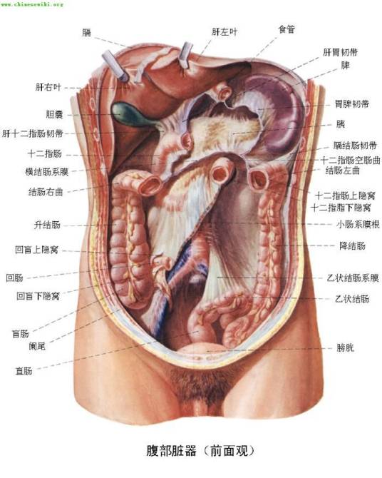 解剖（医学、生物学用语）