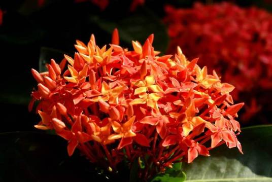 龙船花（茜草科龙船花属植物）