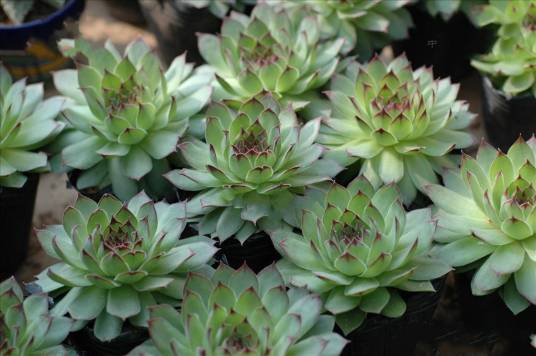 观音莲(景天科长生草属植物)