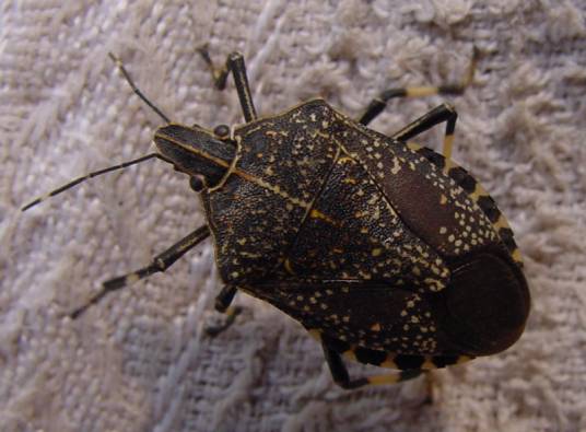 椿象（有翅亚纲半翅目蝽科昆虫）