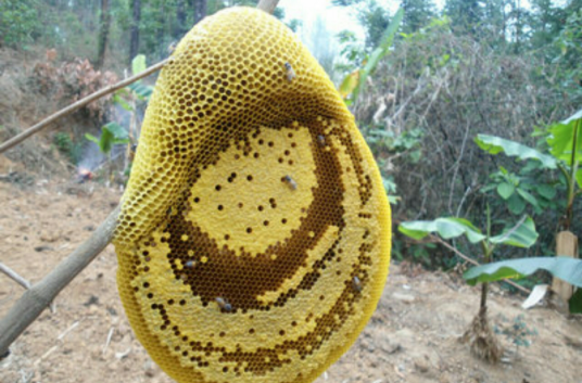 小蜜蜂（小型蜜蜂属昆虫）