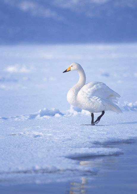 白天鹅（鸟纲雁行目鸭科天鹅属下的一种动物）