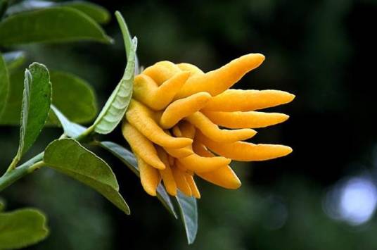 佛手（芸香科柑橘属植物）