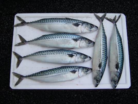鲭鱼（生物物种）