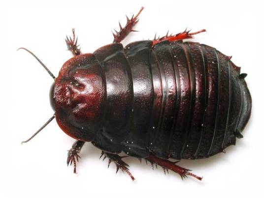 土鳖（鳖蠊科昆虫）