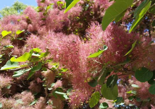 黄栌(漆树科黄栌属植物)