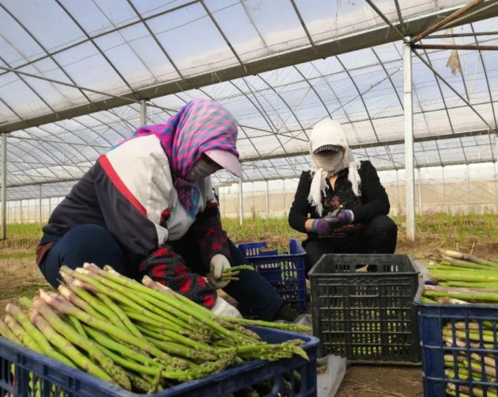 芦笋种子的种植方法和时间是什么？