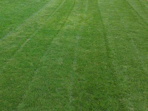 我是安徽寿县的，请问种植草坪怎么种？