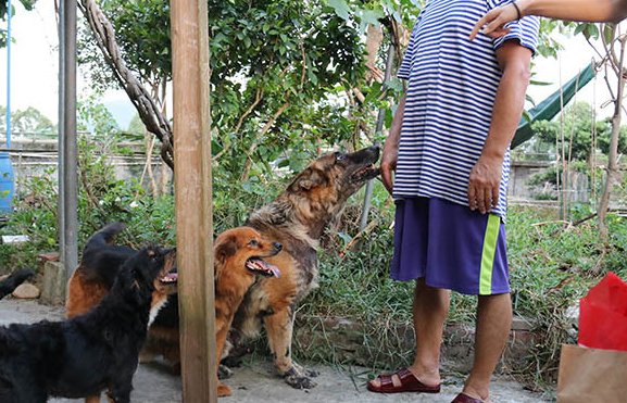 沈阳宠物救助站收养条件