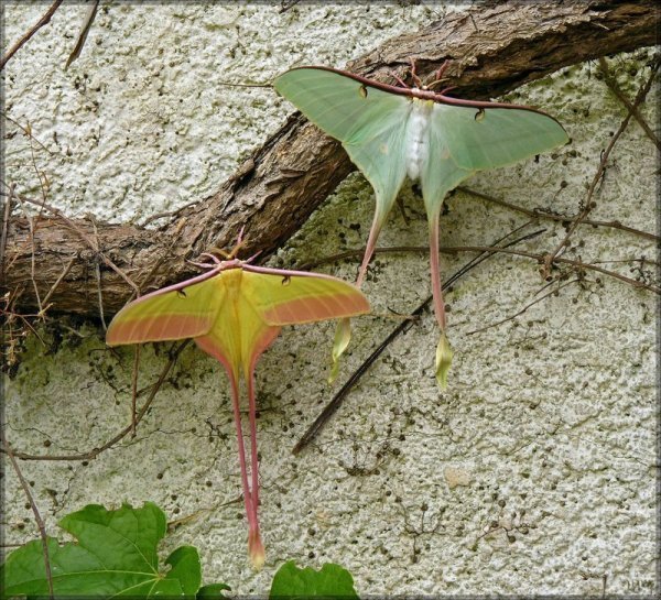 请问各位知道这是什么蝴蝶吗？