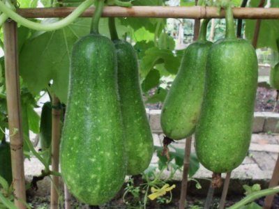 节瓜与丝瓜有什么区别