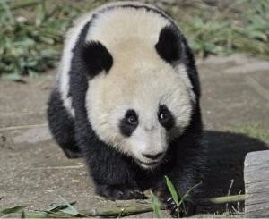 大熊猫的信息,越长越好。