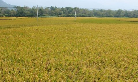 秋天到了，稻子金黄金黄的像什么？