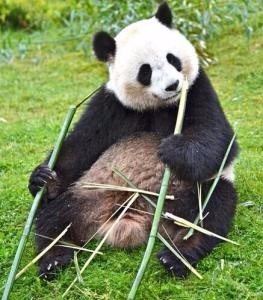 大熊猫的信息,越长越好。