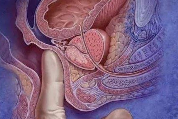 菊花是什么身体部位?