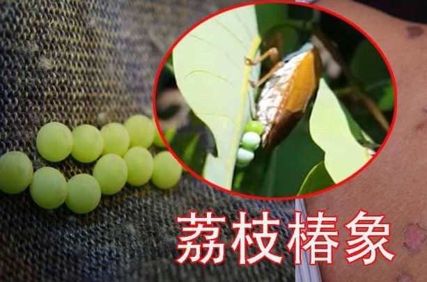 什么昆虫产的卵是青绿色的，泡沫大小的，圆圆的？