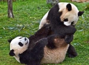 大熊猫的信息,越长越好。