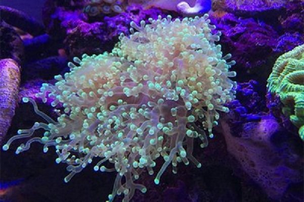 求太宰治的经典语录?