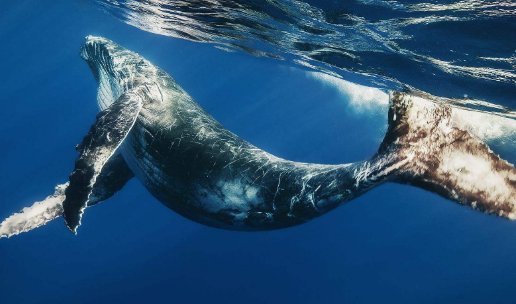 鲸鱼可以吃吗？为什么中国人不吃鲸鱼？