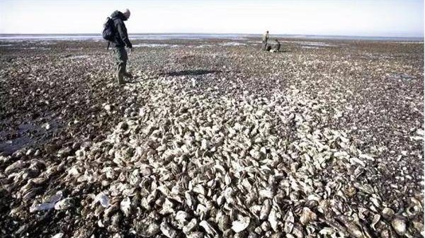 丹麦生蚝泛滥成灾 当地人为何高兴不起来?