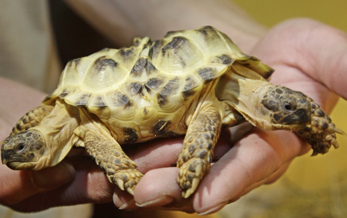 罕见基因突变,日本惊现双头龟,这是受核辐射影响吗?