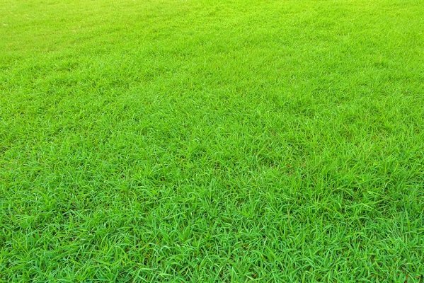 常用绿化草坪有哪些品种？