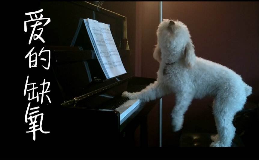 bgm是爱的供养，再问自杀。这个梗是怎么来的