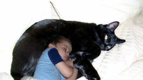 乌克兰巨猫的介绍