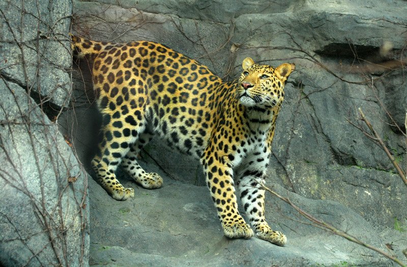 西藏失踪男童离奇现身海拔4600米的山顶，事情的真相究竟是什么？