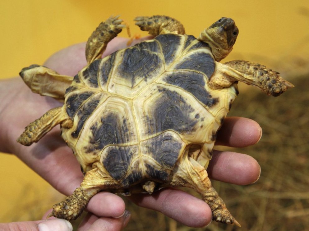 罕见基因突变,日本惊现双头龟,这是受核辐射影响吗?