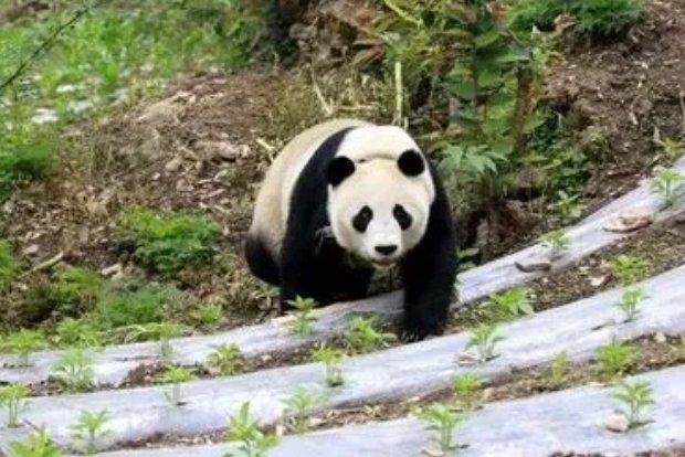 街溜子”出没,四川人上班偶遇熊猫踏春,遇到熊猫该不该上前打扰?