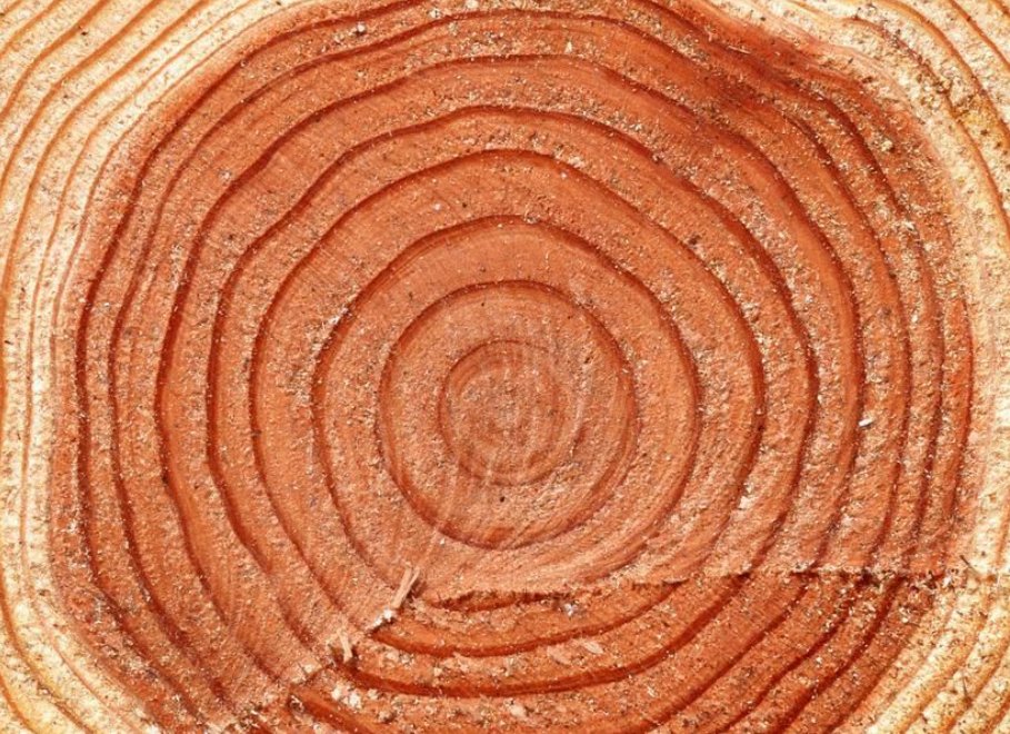 树的年轮较密的向着哪一面？较疏的向着哪一面？