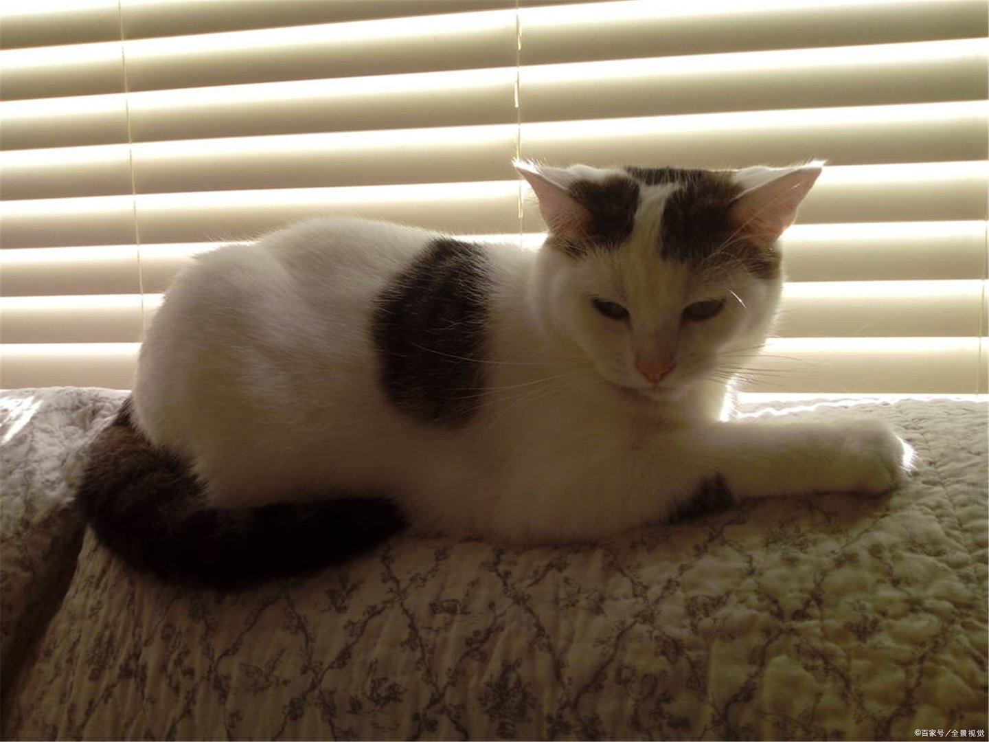 猫咪打喷嚏正常吗？它们为什么会打喷嚏？