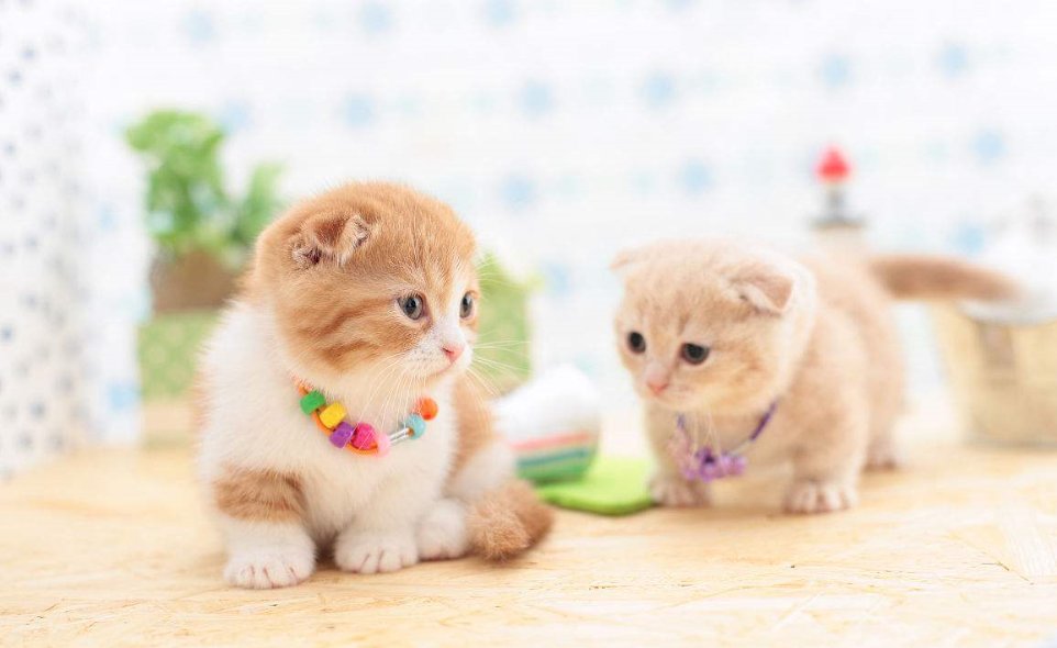 什么快递可以寄狗狗