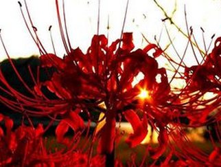 相见不如怀念的下一句