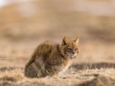 荒漠猫为何被认为是全世界“最神秘的猫科动物”？