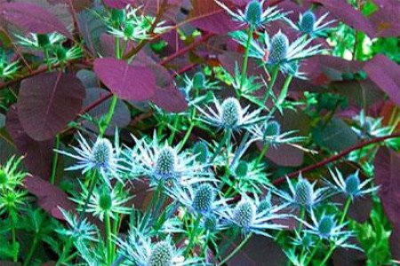 海冬青是什么？