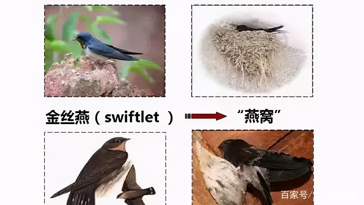 燕窝真的是燕子的口水吗？