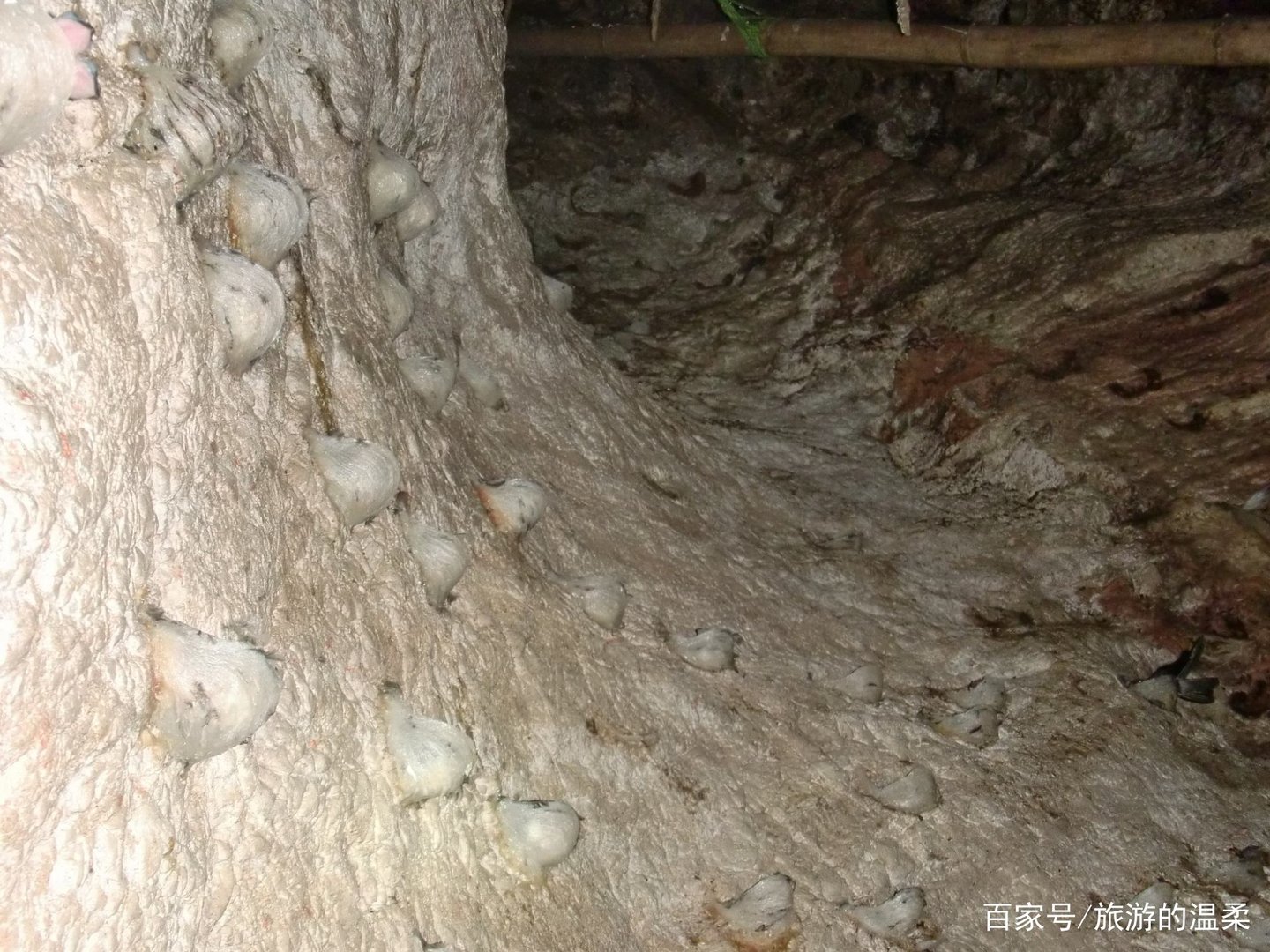 燕窝真的是燕子的口水吗？