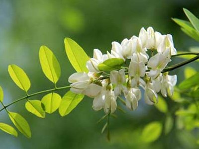 槐树里的结局是什么