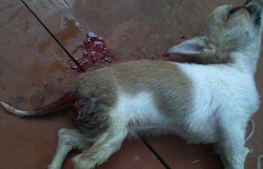 细小病毒症状有哪些？