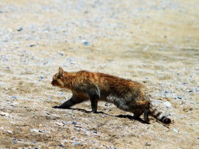荒漠猫为何被认为是全世界“最神秘的猫科动物”？