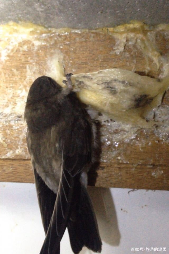 燕窝真的是燕子的口水吗？