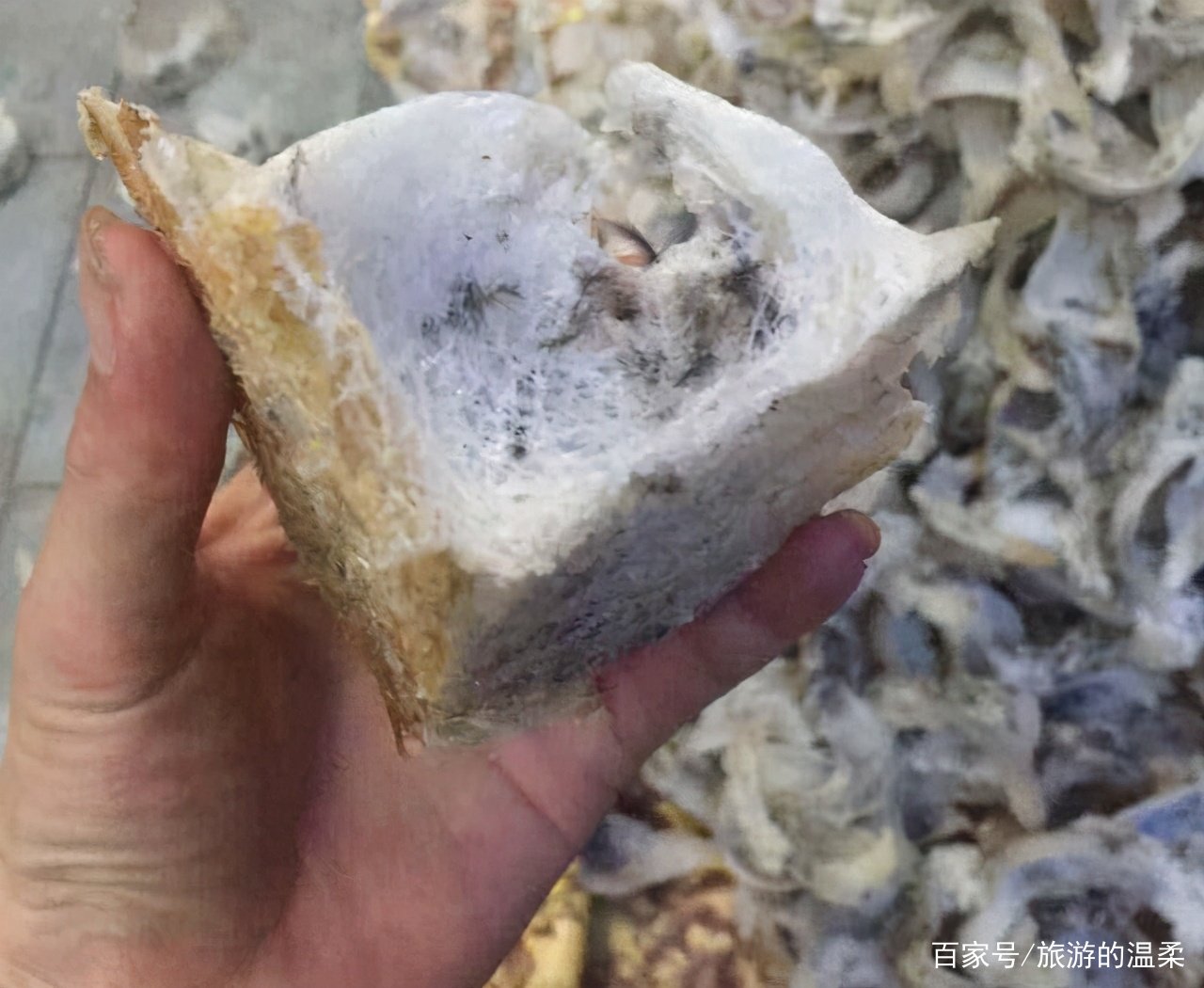 燕窝真的是燕子的口水吗？