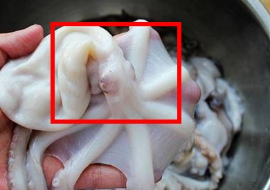 小章鱼要怎么处理，怎么洗啊？