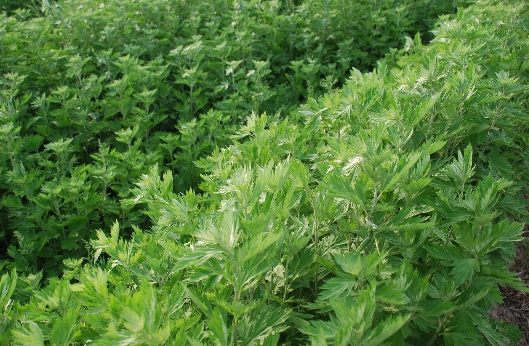 在农村种植艾草前景如何？