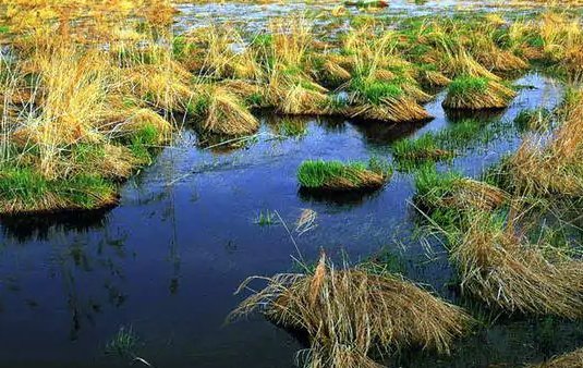 我国湿地面积亚洲第几,全国第几？