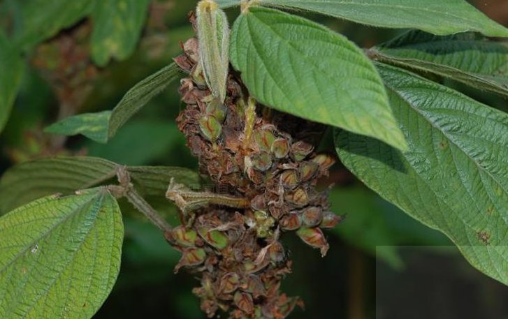 金门一条根万灵膏有什么作用