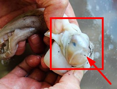 小章鱼要怎么处理，怎么洗啊？